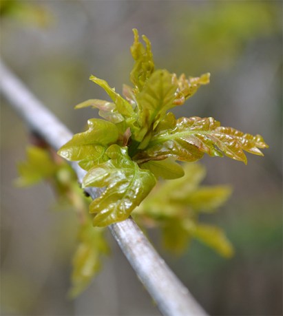 Emerging oak leaves