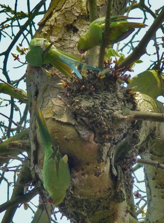 Parakeets