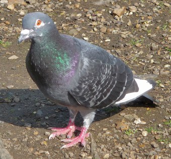 Pigeon in the Park