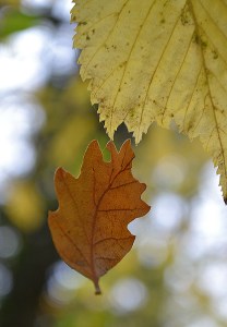 Finding Balance Through Nature