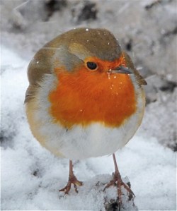 robin2